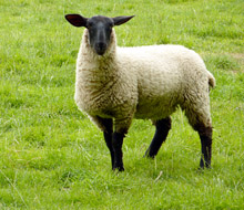 Over 2,000 ewes are run in Highclere Park, next to Highclere Castle