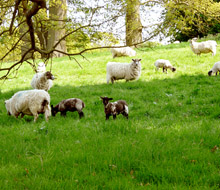 Over 2,000 ewes are run in Highclere Park, next to Highclere Castle
