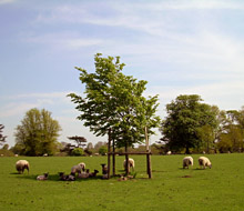 Over 2,000 ewes are run in Highclere Park, next to Highclere Castle