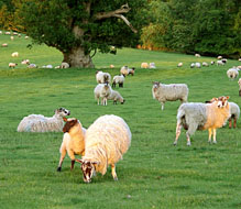 Over 2,000 ewes are run in Highclere Park, next to Highclere Castle
