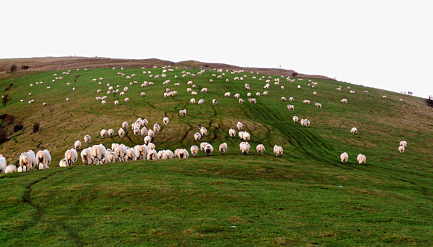 Sheep on Beacon Hill. The summit is c. 937' high
