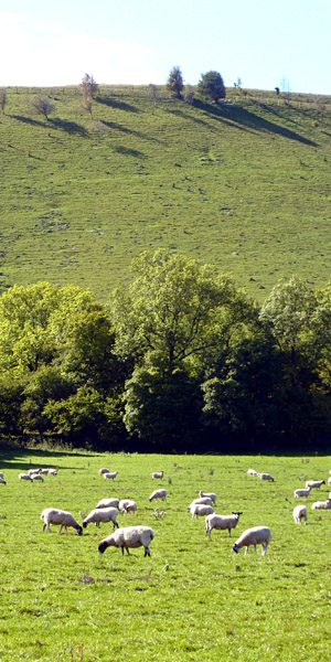 Sheep are also run on the slopes of Beacon Hill on the Highclere Estate Sheep are also run on the slopes of Beacon Hill on the Highclere Estate