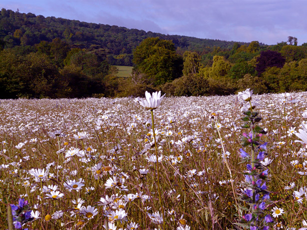 A wonderful display in the wild flower meadow by the south lawns of Highclere Castle with the wooded slopes of Siddown Hill in the distance A wonderful display in the wild flower meadow by the south lawns of Highclere Castle with the wooded slopes of Siddown Hill in the distance