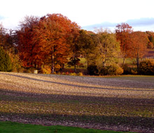Sunset over the Wood of Goodwill by the south lawns of Highclere Castle. This recently planted wood leads to an avenue of English beech laid out by the 8th Earl and Countess of Carnarvon in the 18th century-style of Robert Sawyer Herbert