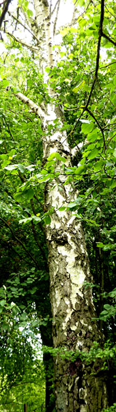 There are over 2,000 acres of mixed woodland on the Highclere Castle, which is home to a tremendous variety of wildlife.